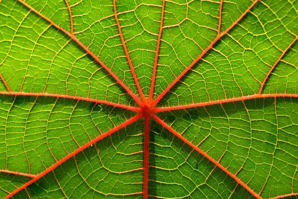 Leaf vein