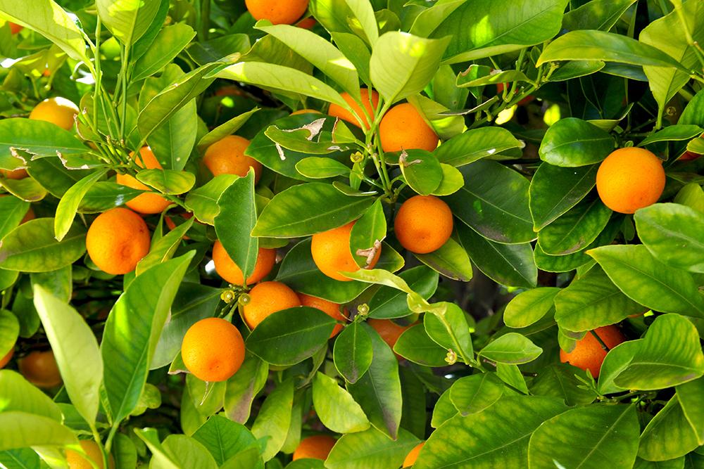 Image of an orange tree 