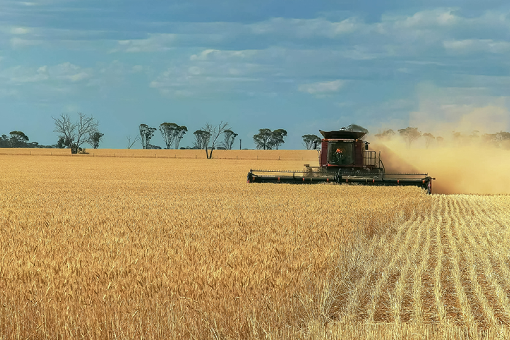 Image of a harvesting machine at work in a field of yellow grain