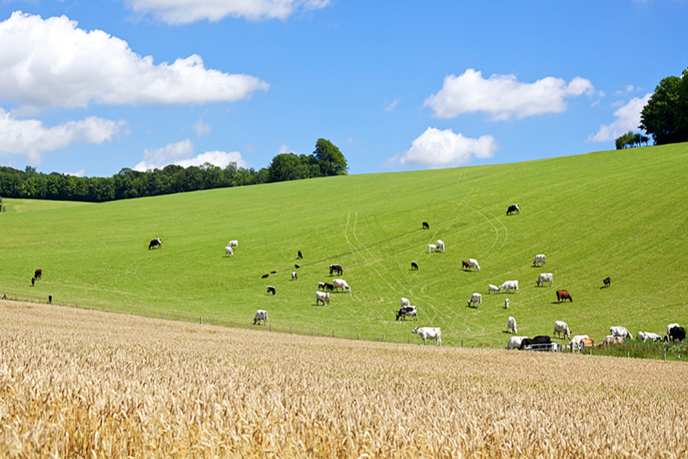 Decorative image - livestock in a grassy field on a small hill