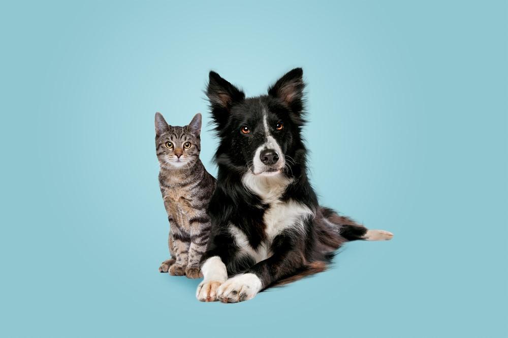 Imported cats and dogs