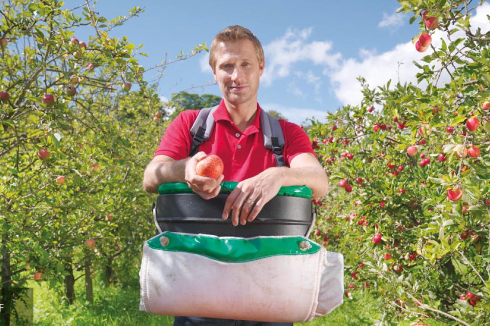 Image of a person walking between a row of trees with a large basket, they are picking fruit