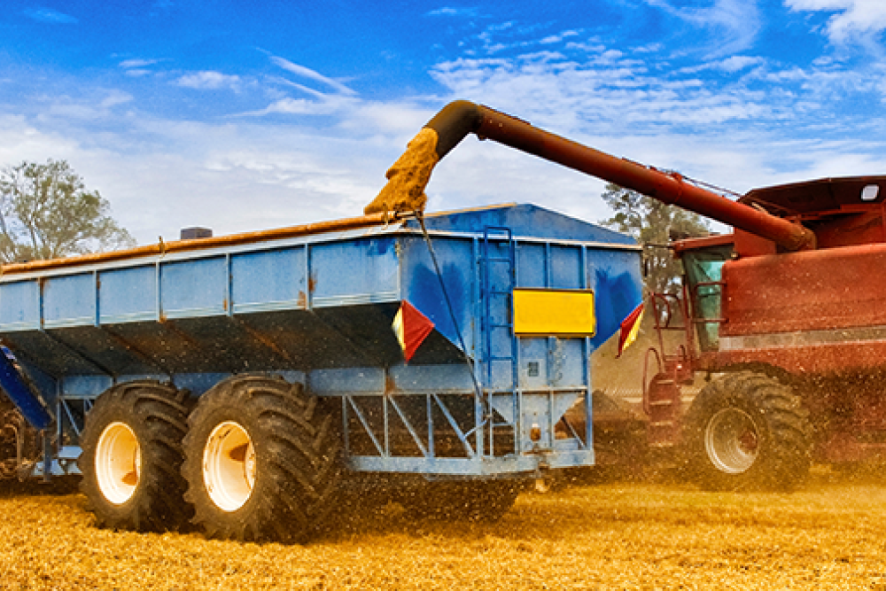 A blue truck has grain fed into it by an orange harvester, in a yellow field against a cloudy blue sky.