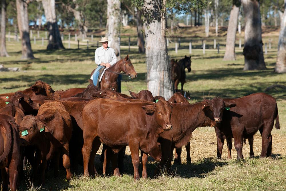 Image of a person on horseback amongst a small herd of cattle.