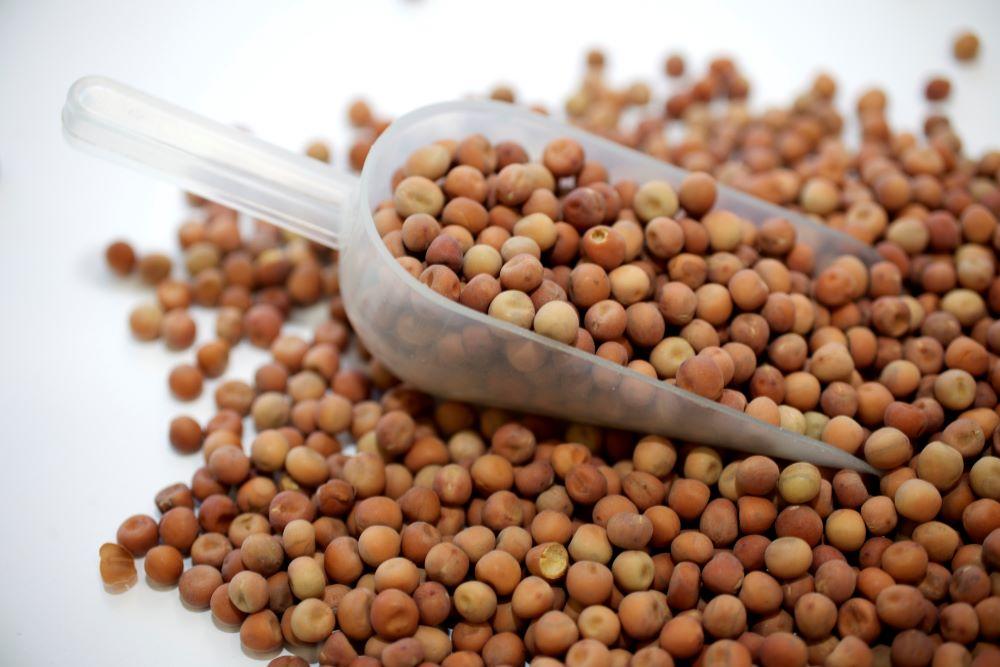 Image of a scooping implement in a pile of dried yellow peas