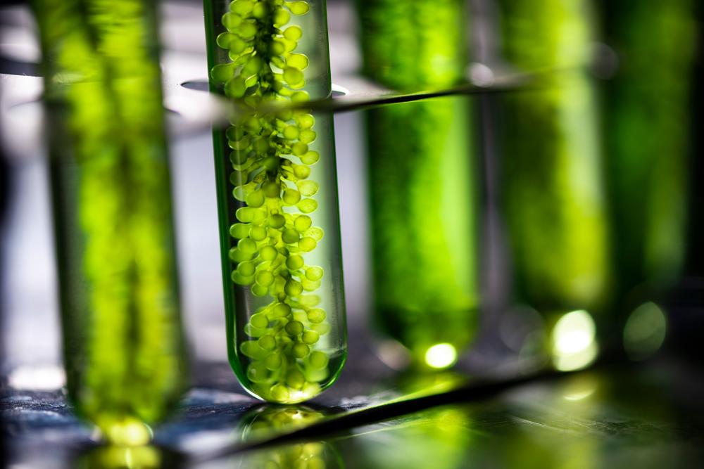 Row of test tubes filled with growing green plants.