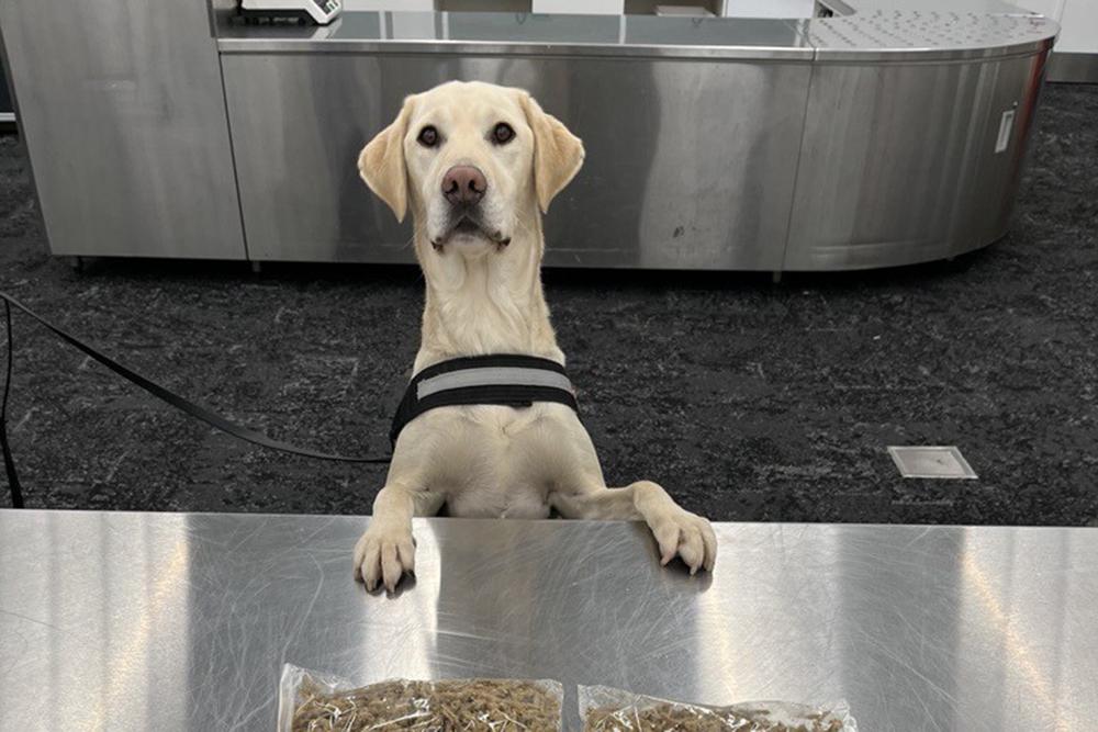 A detector dog with its paws on a stainless steel surface