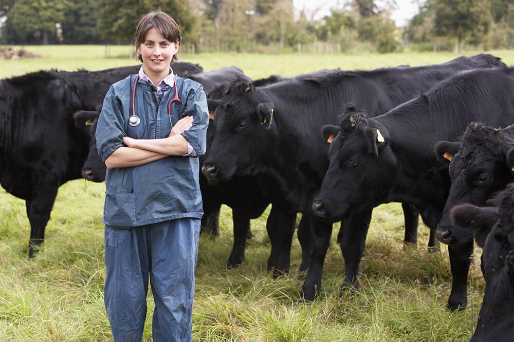 vet in field with cows