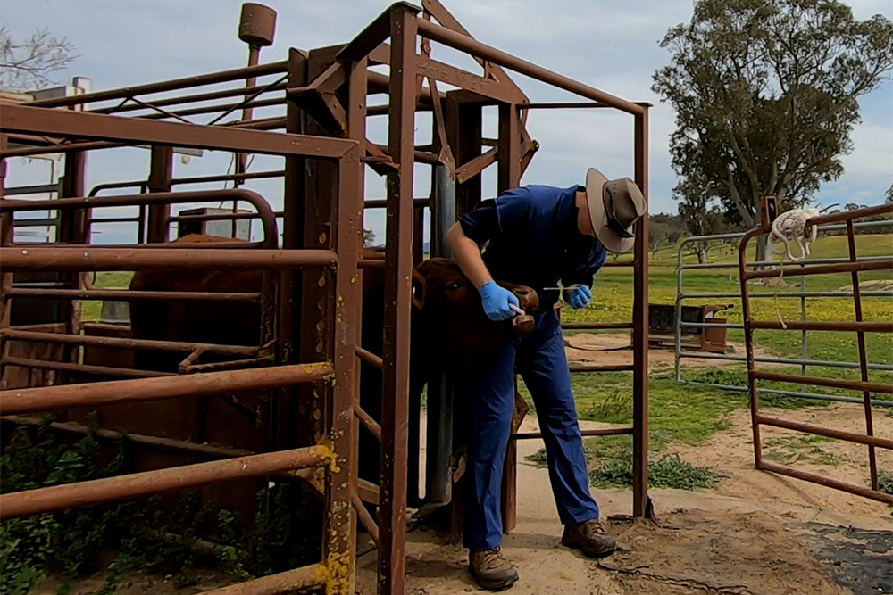 A person standing next to a cattle run administering medicine to a cow
