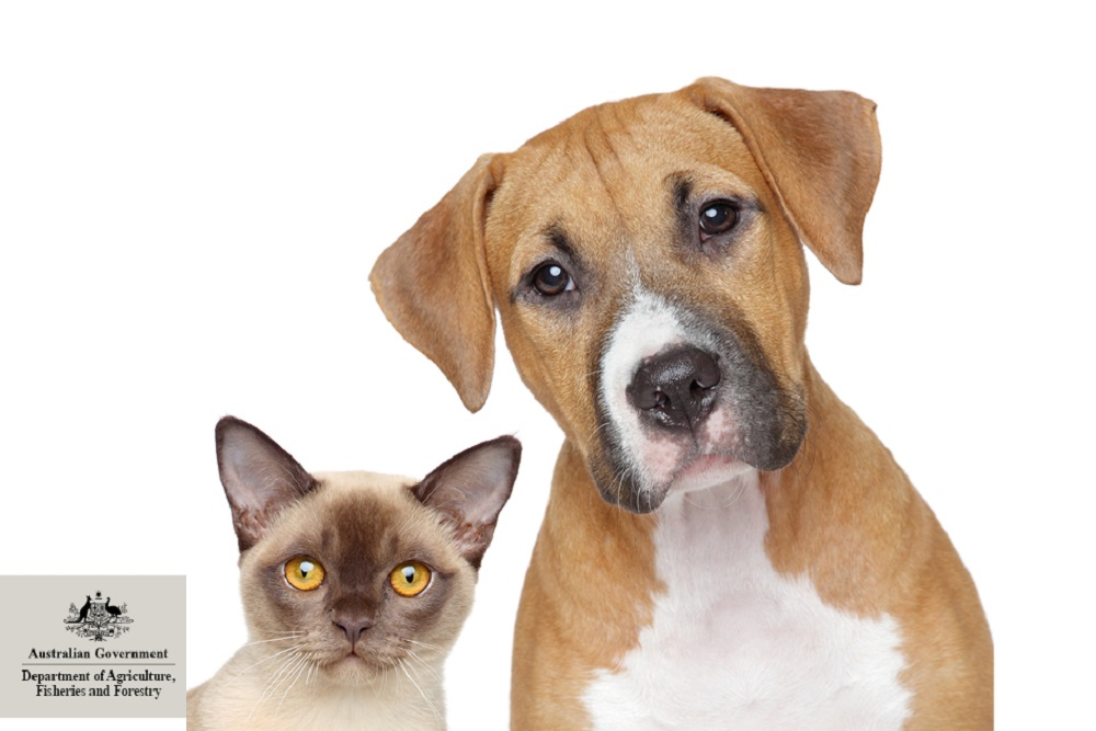 Photo of a cat and a dog - World rabies day