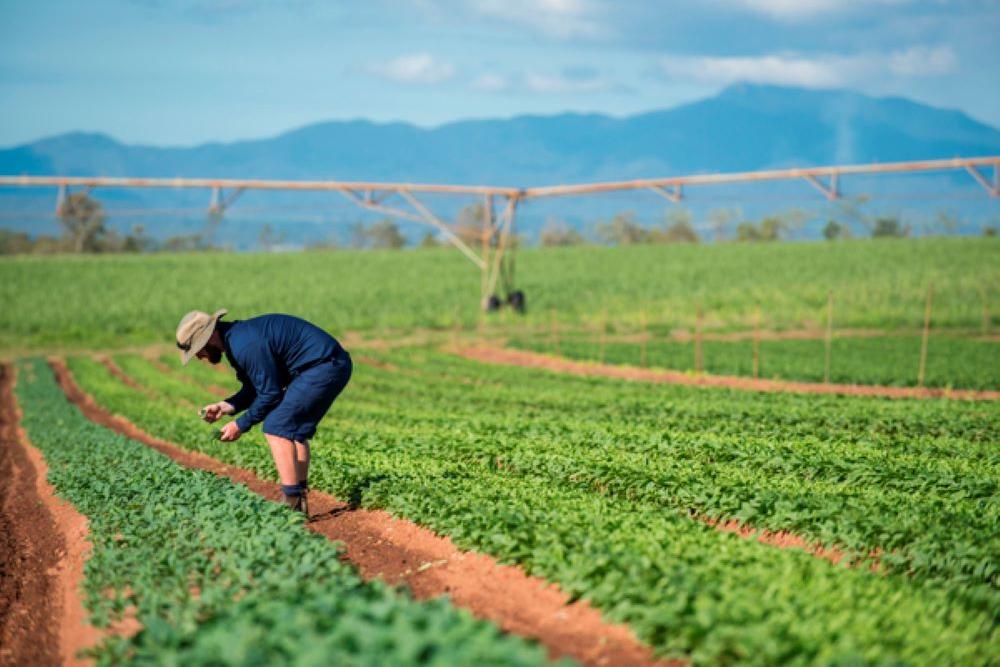 A person stands, bent over, inspecting crops in a field