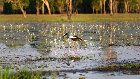 Wetland restoration