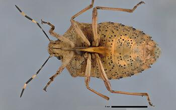 Mottled shieldbug (Rhaphigaster nebulosa). The large, triangular spine in the centre of the underside distinguishes this species from similar-looking shield bugs.