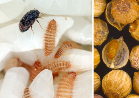 Split image of Khapra beetle with larvae on the left and seeds on the right.