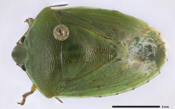 A polished green stink bug Glaucias subpunctatus
