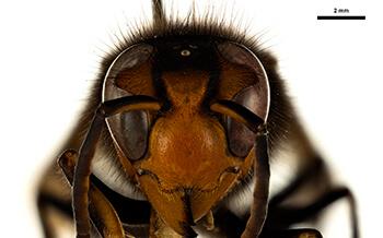 A queen of Asian hornet Vespa velutina