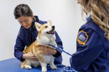 2 female biosecurity officers check a corgi