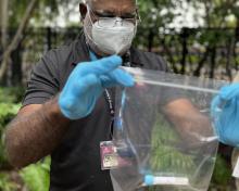 Indigenous ranger holding a specimen bag with gloved hands.