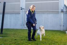 A female biosecurity officer exercises a white Labrador in a PEQ grass yard