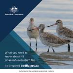 Shore birds social tile